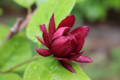 Cylycanthus x raultonii 'Hartlage Wine' - sazaník Raulstonův - květ